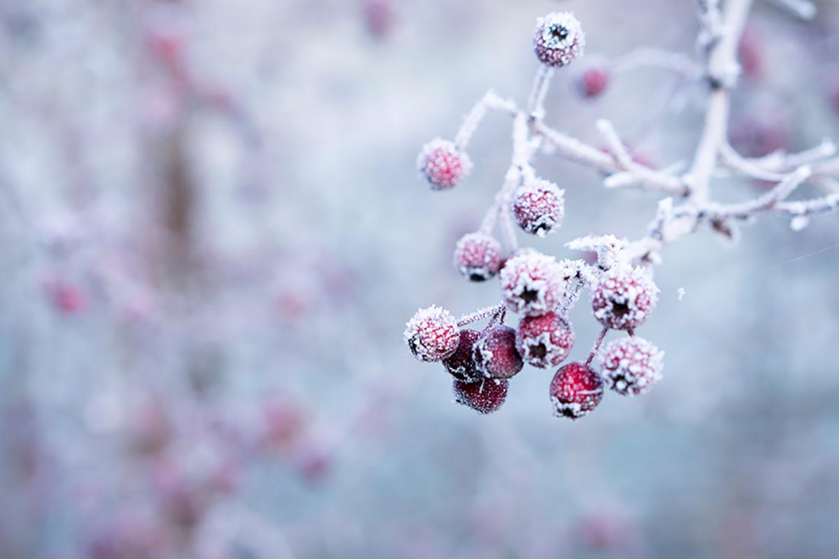 Winter scene with snow on trees, cranberries